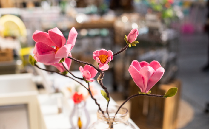 Magnolia