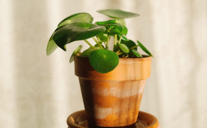 Pannenkoekplant/ pilea