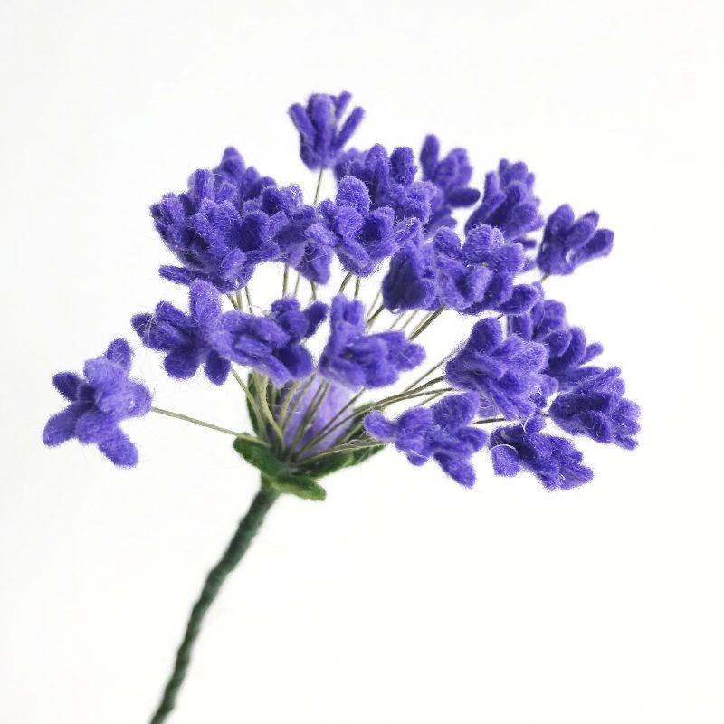 Agapanthus