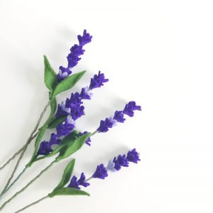 Lavendel (lavandula angustifolia)