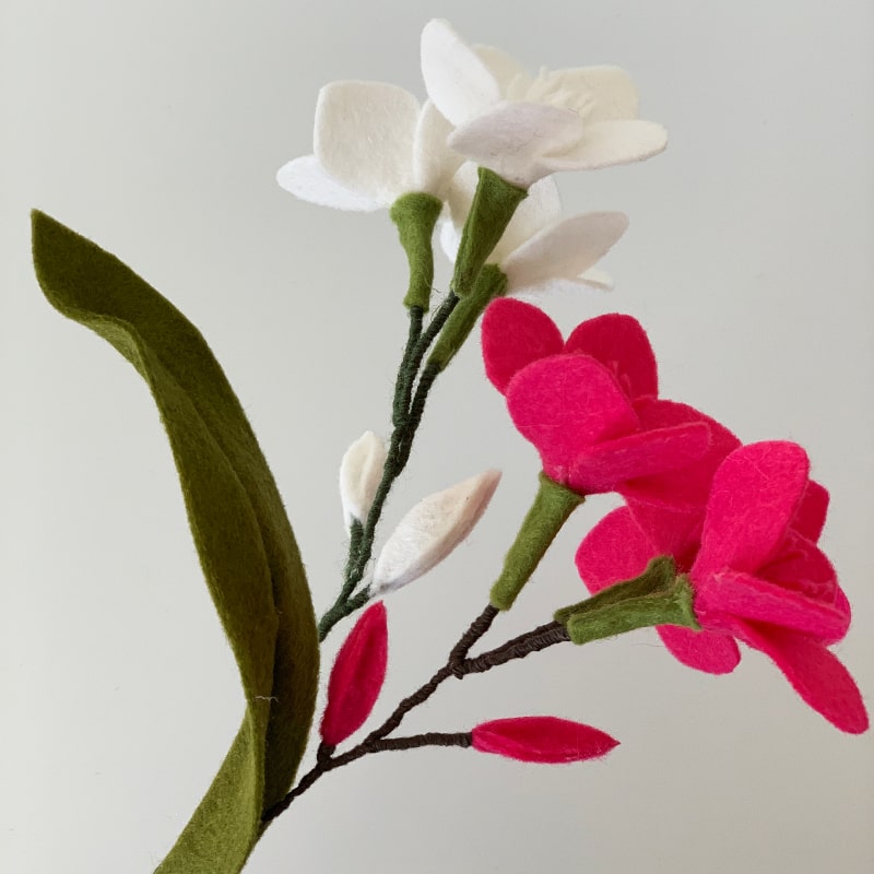 Oleander