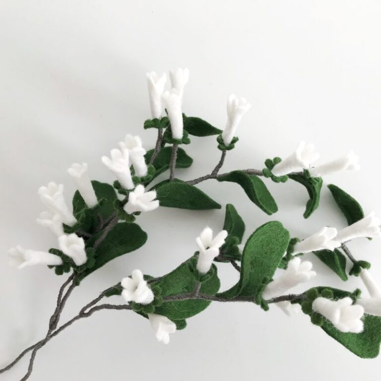 stephanotis