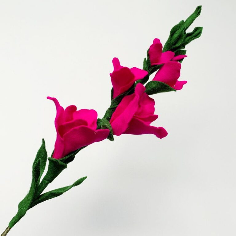 gladiool roze