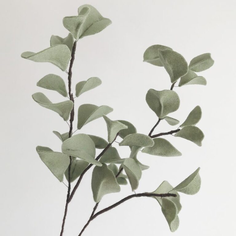 silver dollar eucalyptus