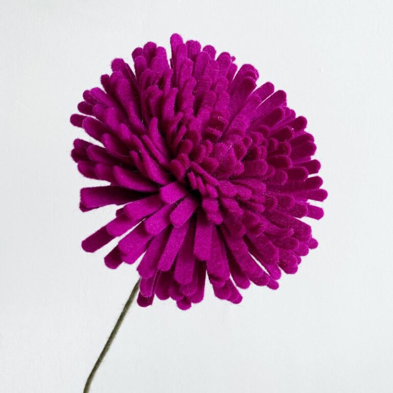 paarse ronde chrysant