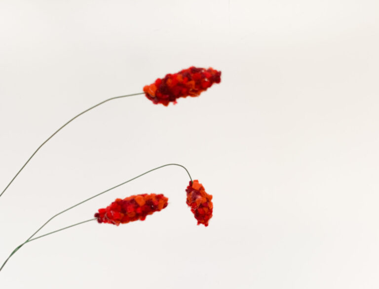 pimpernel rood