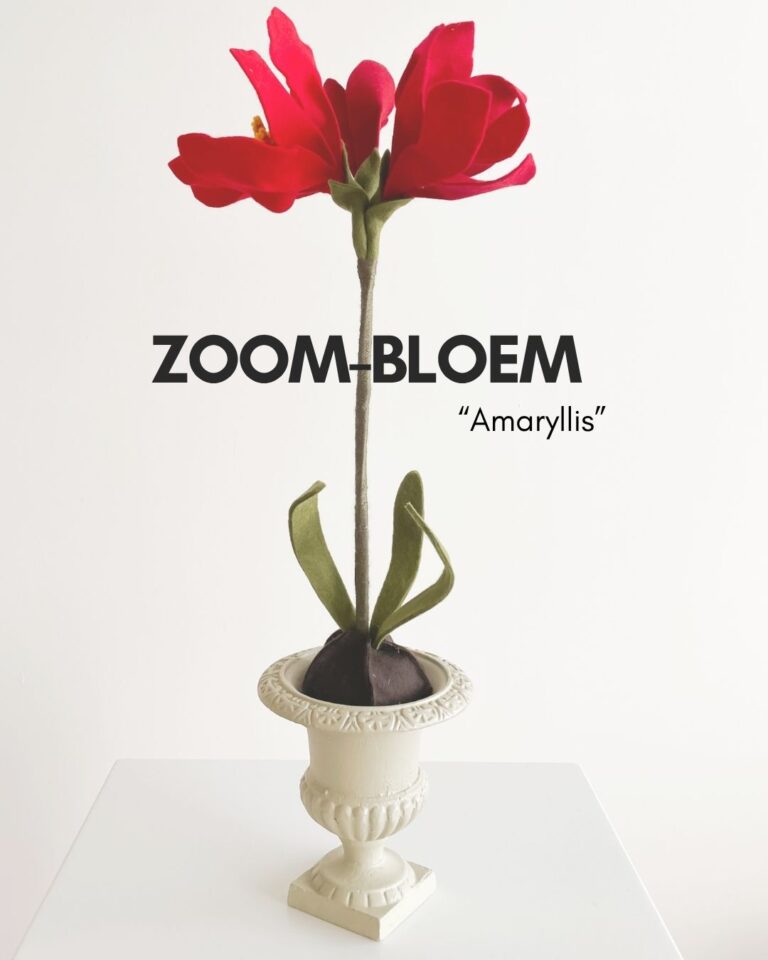 Amaryllis zoombloem