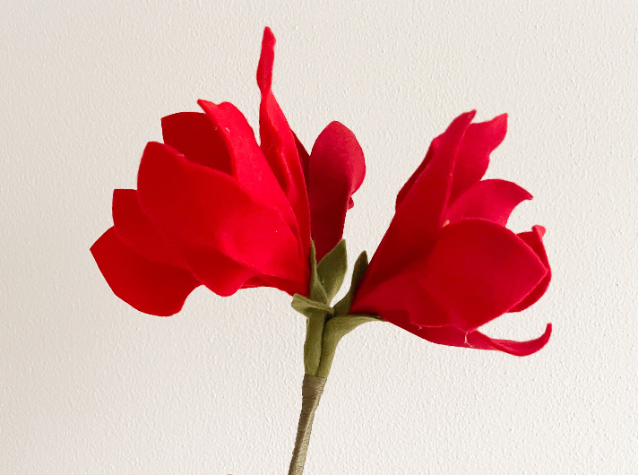 Amaryllis (5)
